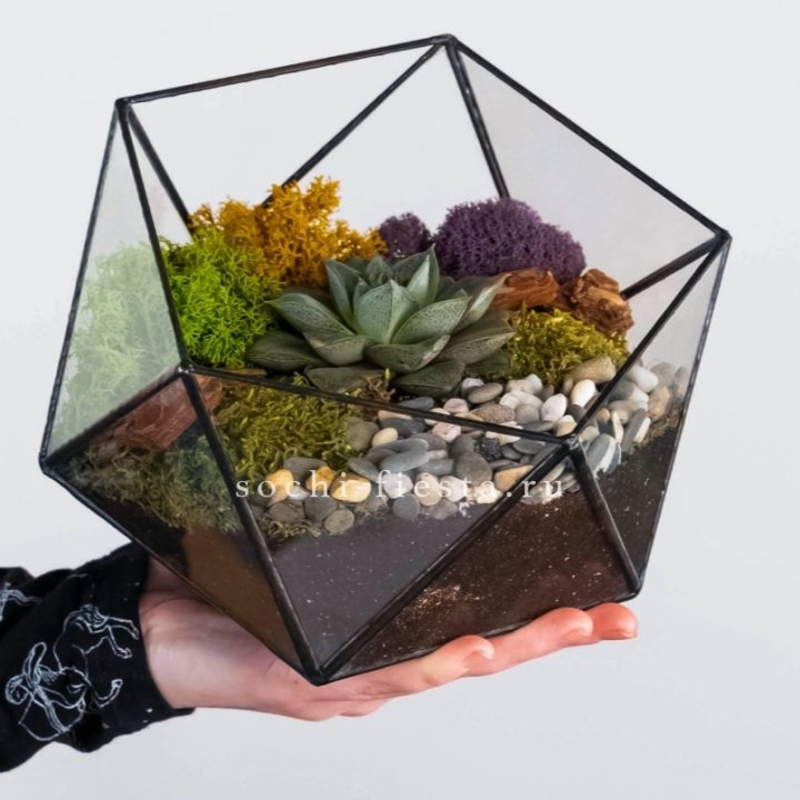 Флорариум “Икосаэдр” с суккулентом Каменная Роза в Долгопрудном