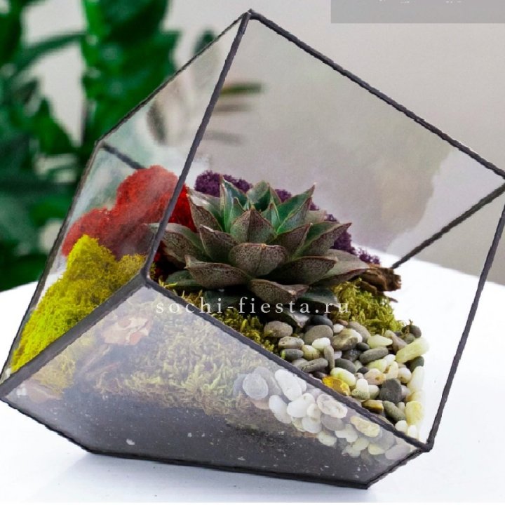Флорариум Куб усеченный с суккулентом Каменная роза в Долгопрудном