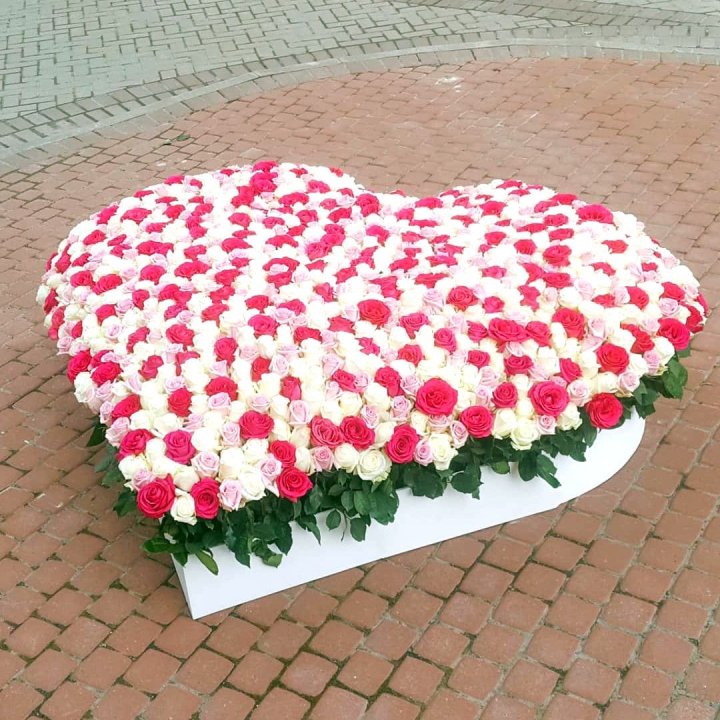 555 роза  в Долгопрудном