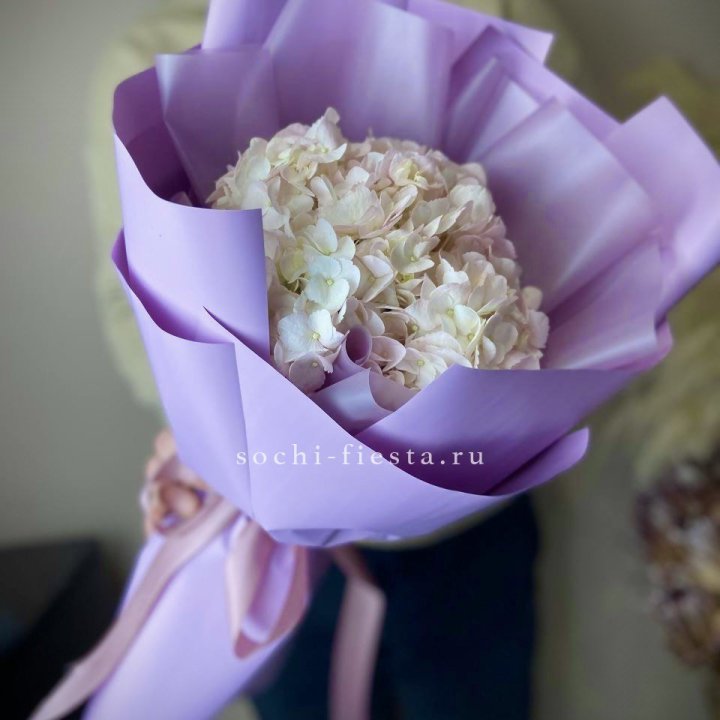 Гортензия розовая в Долгопрудном