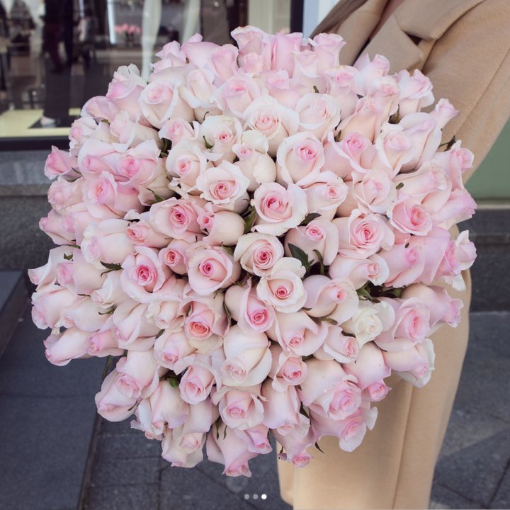 Розы "Пинк бум" в Долгопрудном