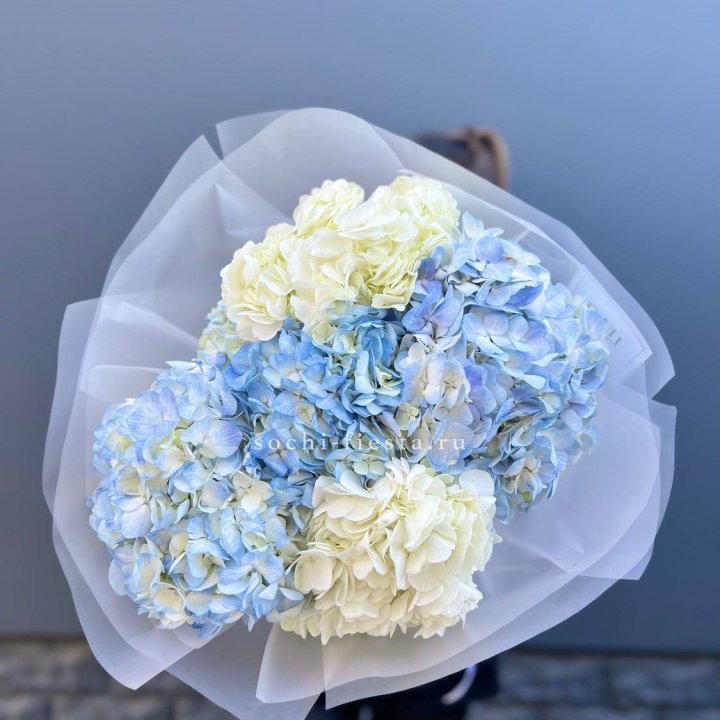 5 бело-голубых гортензий в Долгопрудном