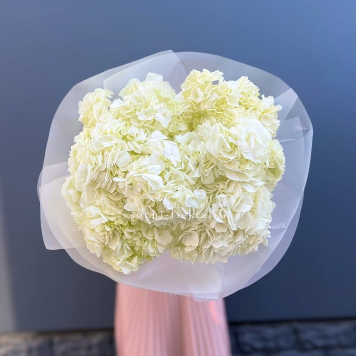 7 белых гортензий в Долгопрудном