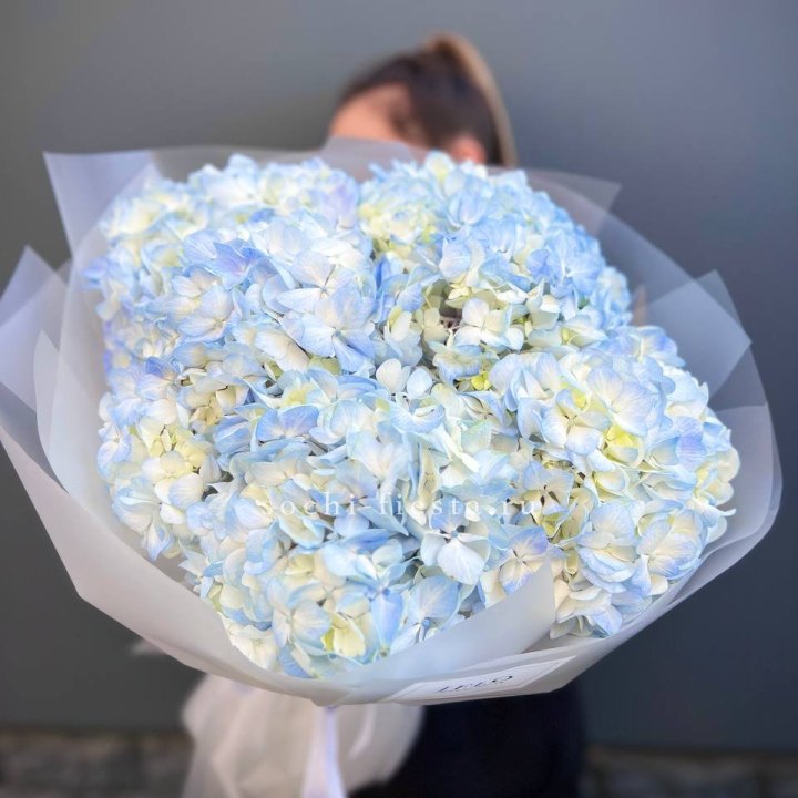 5 голубых гортензий в Долгопрудном