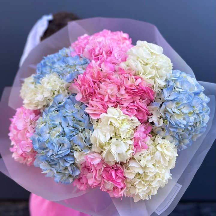 11 гортензий микс в Долгопрудном