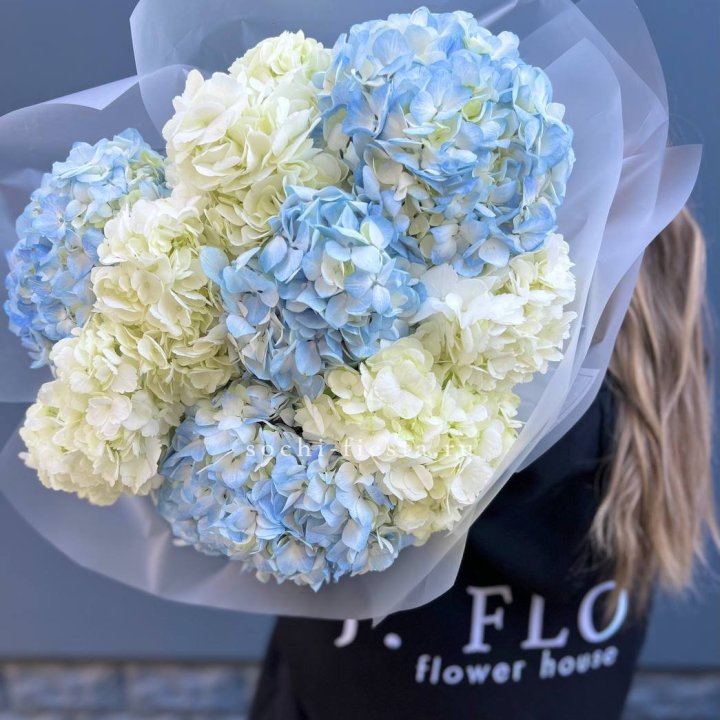 9 бело-голубых гортензий в Долгопрудном