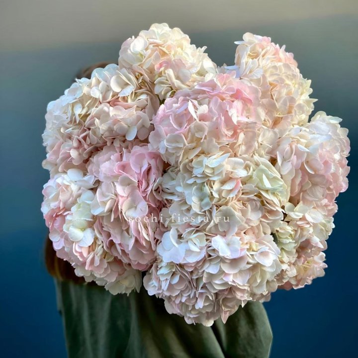 Охапка розовой гортензии в Долгопрудном