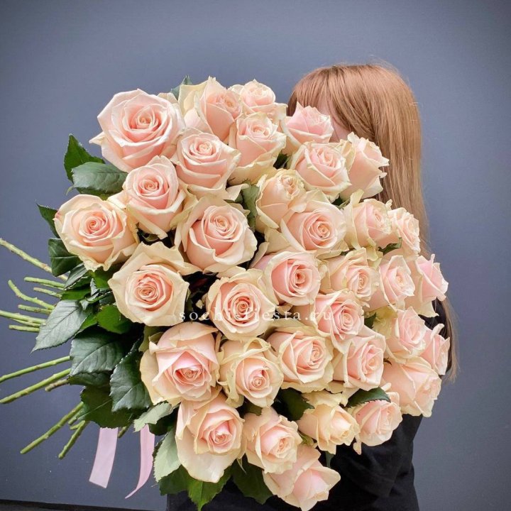 35 кремовых высоких роз в Долгопрудном