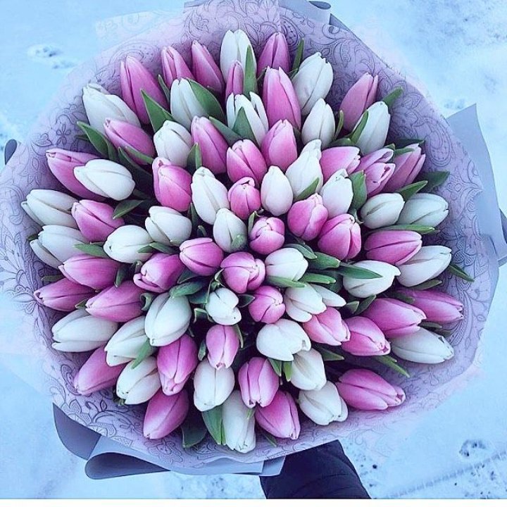 101 тюльпан "Лолипоп" в Долгопрудном